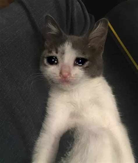 cat meme sad|sad cat meme crying.